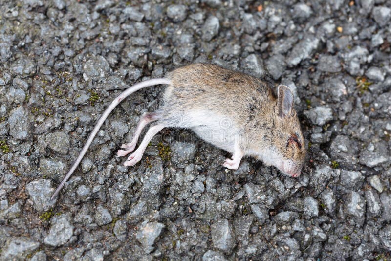 К чему снится женщине дохлая мышь. Дохлая мышь Полянка дома. Фото дохлой мыши и летучей мыши тоже дохлой.