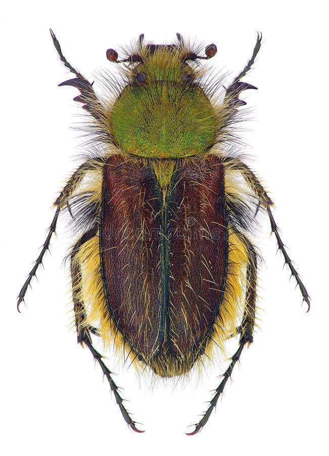 Glaphyridae. Pygopleurus. Pygopleurus banghaasi. Жуки спят ночью