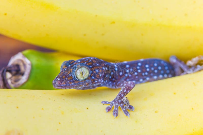 Милый молодой геккон на банановых фруктах Стоковое Фото - изображение  насчитывающей мадагаскар, гекконы: 140634096
