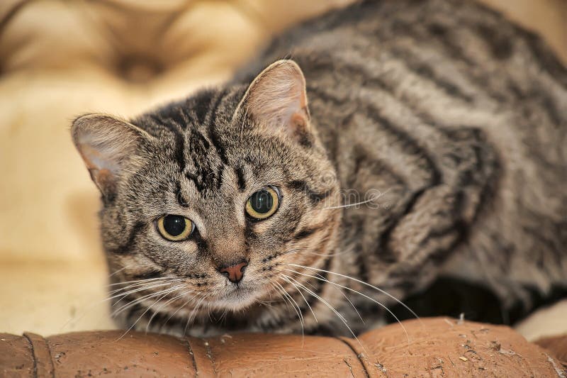 293,560 Tabby стоковые фото - бесплатные и стоковые фото RF от Dreamstime - Стра