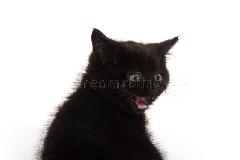 Звуки котят для кошки живой звук. Черный котенок плачет. Котенок плачет черно белое. Чёрный кот который кричит милый. Черный кот плачет фото.