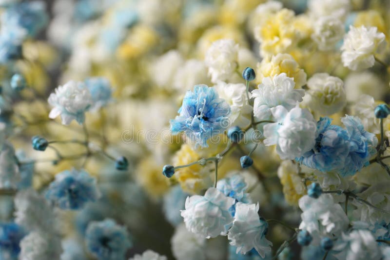 многие красивые цыганские цветы, закрывающийся вид Стоковое Фото -  изображение насчитывающей лепестки, украшение: 276259646
