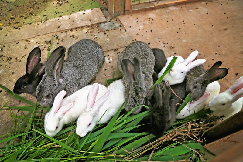 В питомнике живет несколько кроликов разного цвета. Много кроликов. Покажи много кроликов. Много кроликов на траве. Много кроликов на газоне.