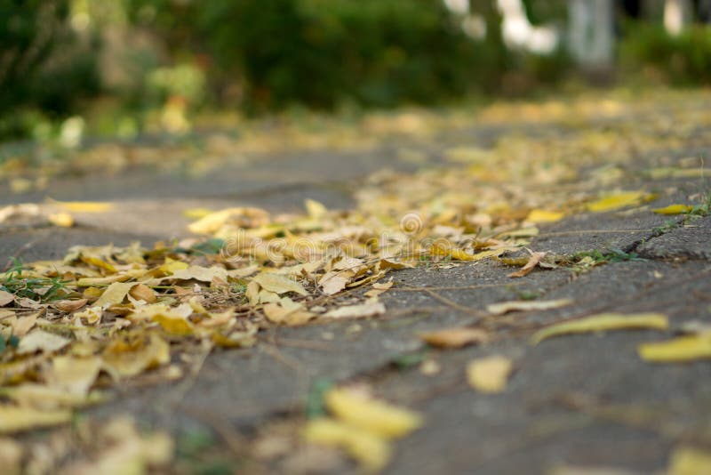 Осень падают листья. Листья падали вниз. Дождь осенью. Листва стих. Листья падали вниз.