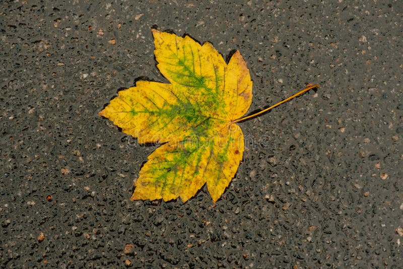 На солнце сох лист. Палая листва. Фото листья на асфальте сентябрь 2020. Палые листья. Листья пожелтевшие промокшие.