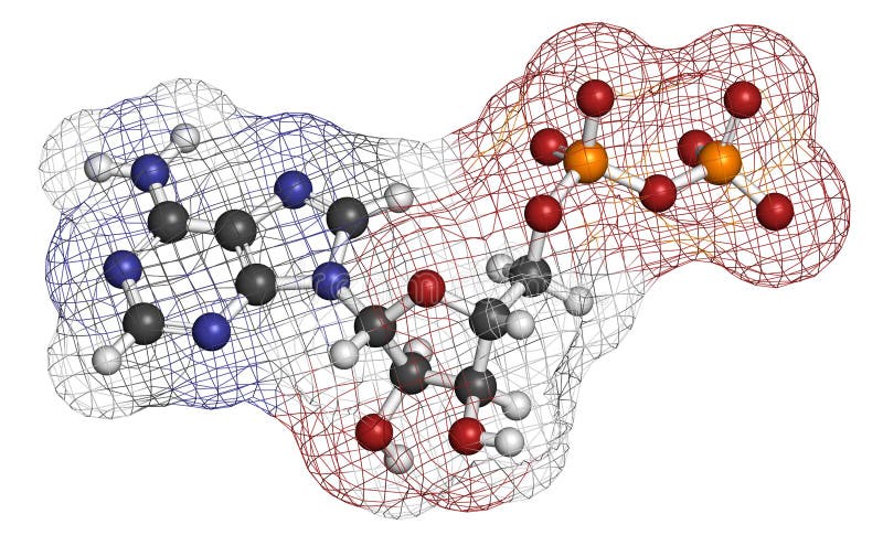 Атф запасается в клетках. Фосфатная группа 3d модель. Клеточные органоиды молекула крахмала. Аденозин в клетках.