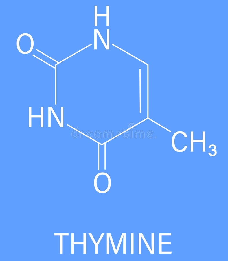 Тимин формула. Урацил Тимин цитозин. Тимин структурная формула. Тимин строение.
