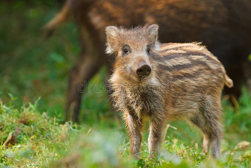 Kis kíváncsi (Fürstenhoffer József) Cinghiale, Animali