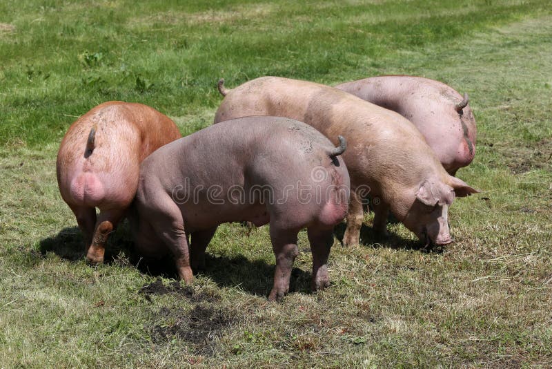 Свиньи здорово. Здоровый поросенок. Duroc Breed Pig.