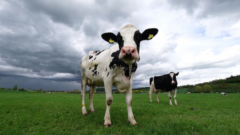 молочная корова стоит на свежем зеленом лугу сток-видео - Видео  насчитывающей мило, отечественно: 220769155