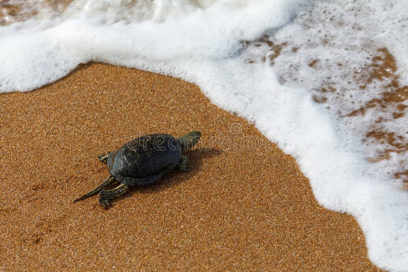 Черепаха ползет в 6 раз медленнее чем. Морские Черепашата ползут к морю. Черепаха ползет к морю. Черепашка ползет в Мороз. Черепаха ползет по бетону.