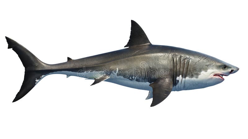морской хищник белой акулы большой, вид сбоку Иллюстрация штока -  иллюстрации насчитывающей зубы, риф: 159560061