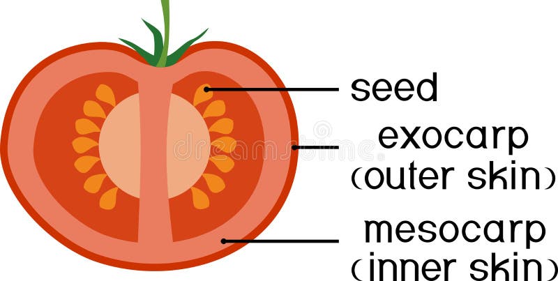 Внутреннее строение томата