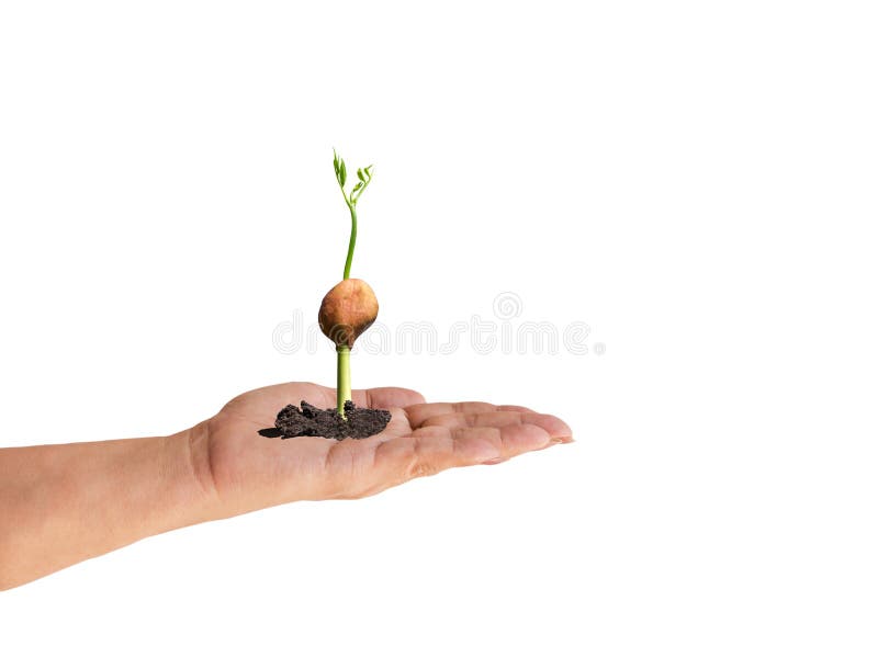 Опыты с растениями. Эксперимент с трубочкой и водой. Эксперимент опираясь бечевка преподавать. Веревка для йо йо. Эксперимент опираясь бечевка преподавать.