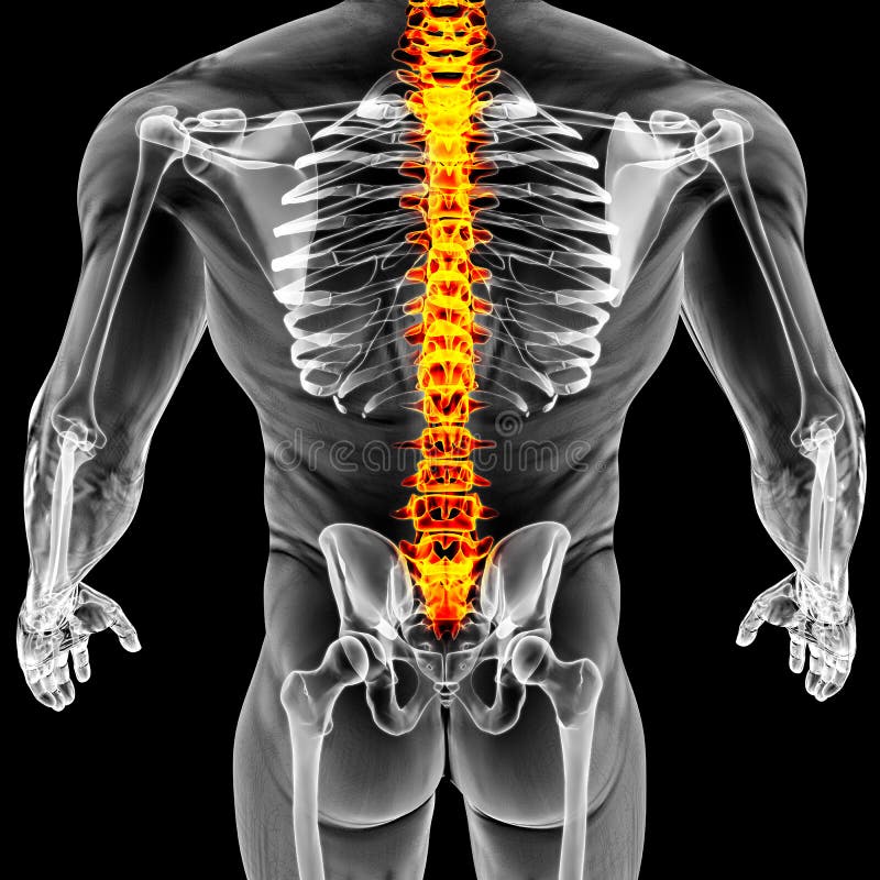 Болит кость позвоночника. Кости спины. X-ray Spine 3d модель. Обои на телефон с костями и позвоночником. Картинка человека с подсвеченным позвоночником.