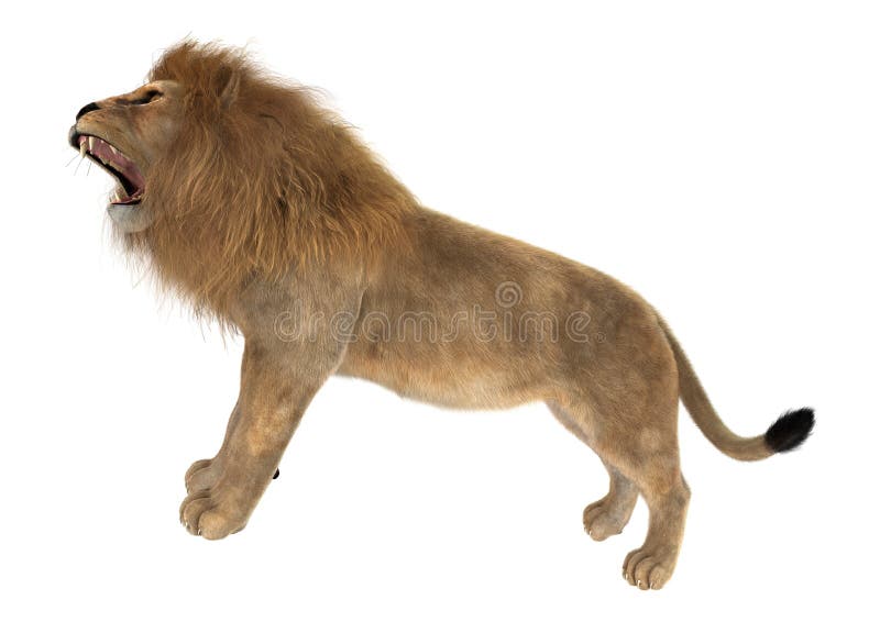 Как переводится лев. Stock photo Lion Roaring.