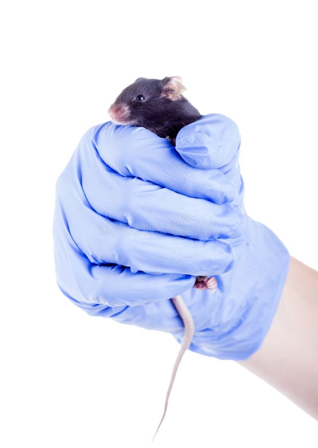 Экспериментатор ввел дозу адреналина лабораторной мыши