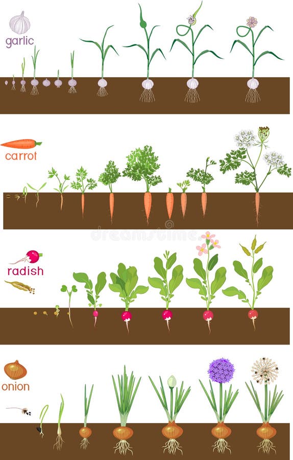 Жизненный цикл овощных растений по маркову. Этапы роста растений. Фазы роста редиски. Этапы роста овощей. Этапы роста редиса.