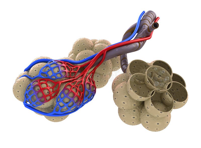 Кровь насыщается кислородом в легких. Разлипания альвеол. Альвеолы фотосток. Насыщение крови кислородом в альвеолах. Альвеолы на белом фоне.