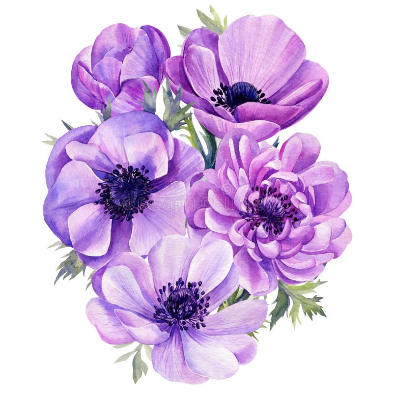 Анемон Ботанический рисунок