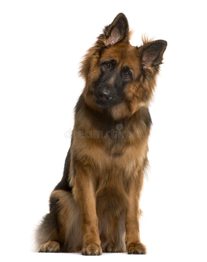 berger allemand фотография Stock Adobe Stock