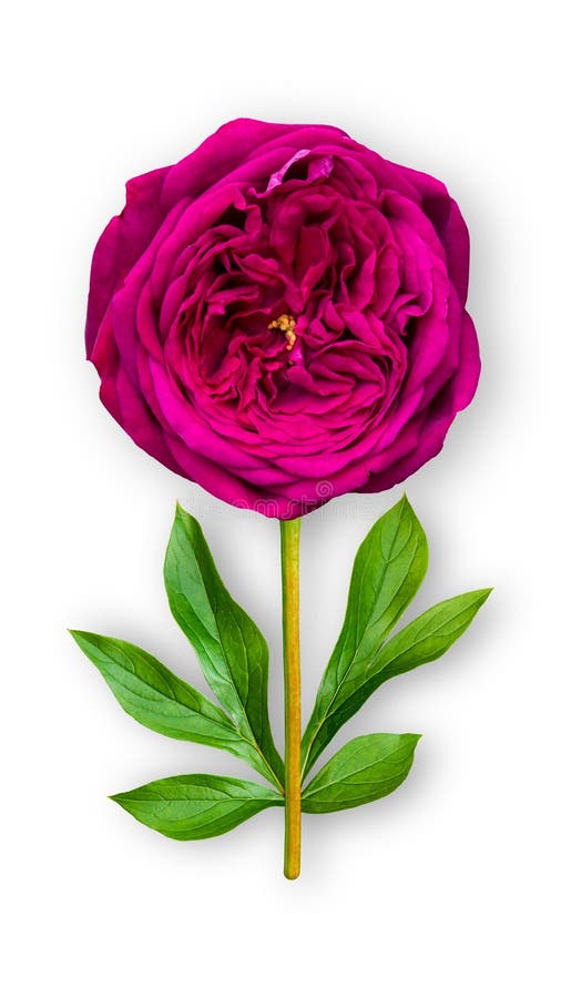 цветок розы. состав листьев розы и пиони. объект-объект на белом фонеСтоковое Фото - изображение насчитывающей изолировано, флористическо:220996958