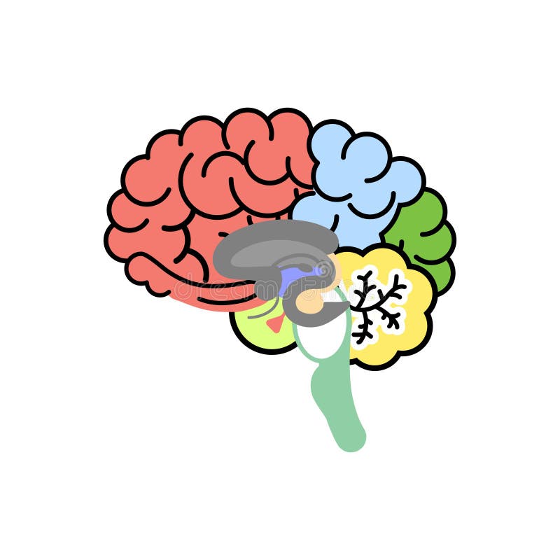 Мозги на ножках. Мозг вектор. Рисунок внутри мозга. Мозг эскиз Графика. Шевели мозгами вектор картинки.