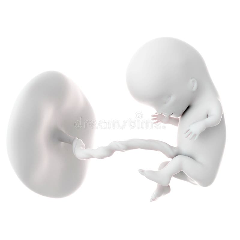 11 неделя 24 года. Эмбрион картинки для презентации. Картинка эмбрион светлая. Стикер ребенок эмбрион белый.