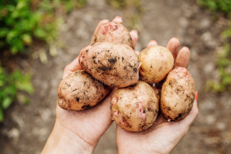 Картофель в Англии. Великобритания картошка. Впервые привезены клубни картофеля. Клубни картофеля в дырках.