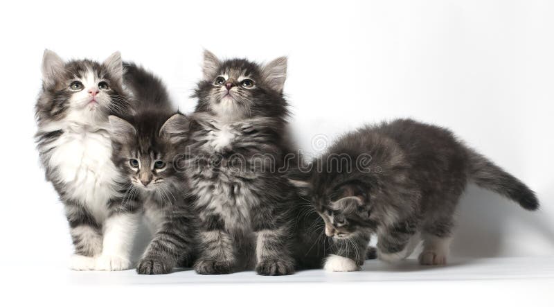 Котенок лесная норвежская 59 фото - ZooClever.ru