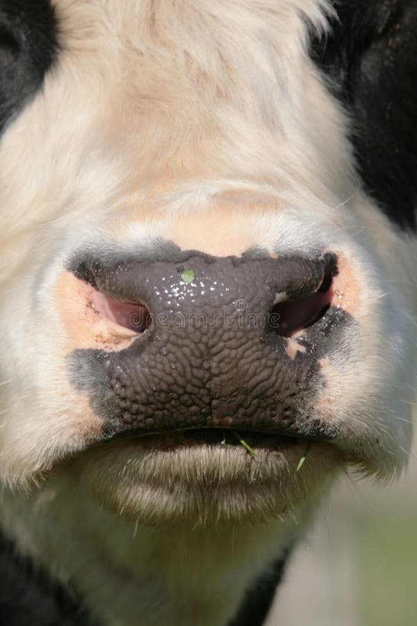 У коровы нет жвачки что делать. Нос коровы. Отпечаток носа коровы. Нос коровы крупным планом.