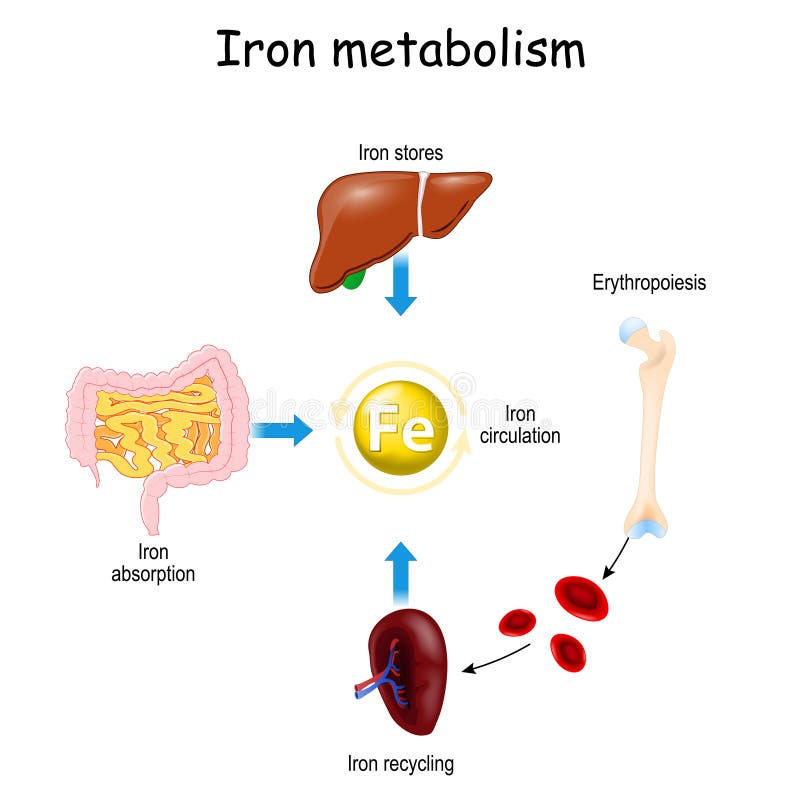 Печень и железо в крови. Гепсидин и железо. Metabolim illustration. Erythropoiesis.