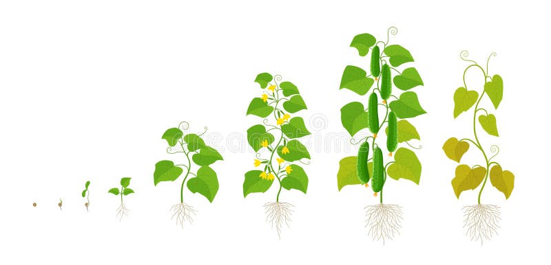 Жизненный цикл овощных растений по маркову. Этапы роста огурца. Стадии роста огурца. Фазы роста огурца. Зелень этапы роста.