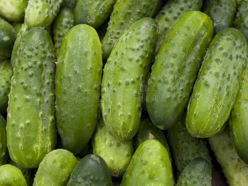 Огурец на английском языке. Спелый огурец. Cucumber Gherkin разница. Спелый огурец фото. Как выглядит спелый огурец.