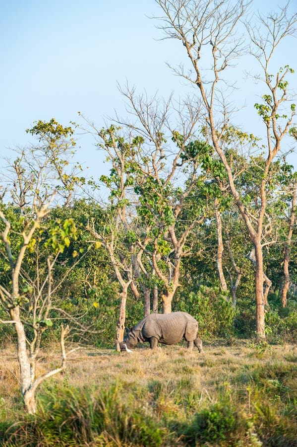 Носорог в тропическом лесу. Носорог с птицами белыми. "Непал белый носорог".