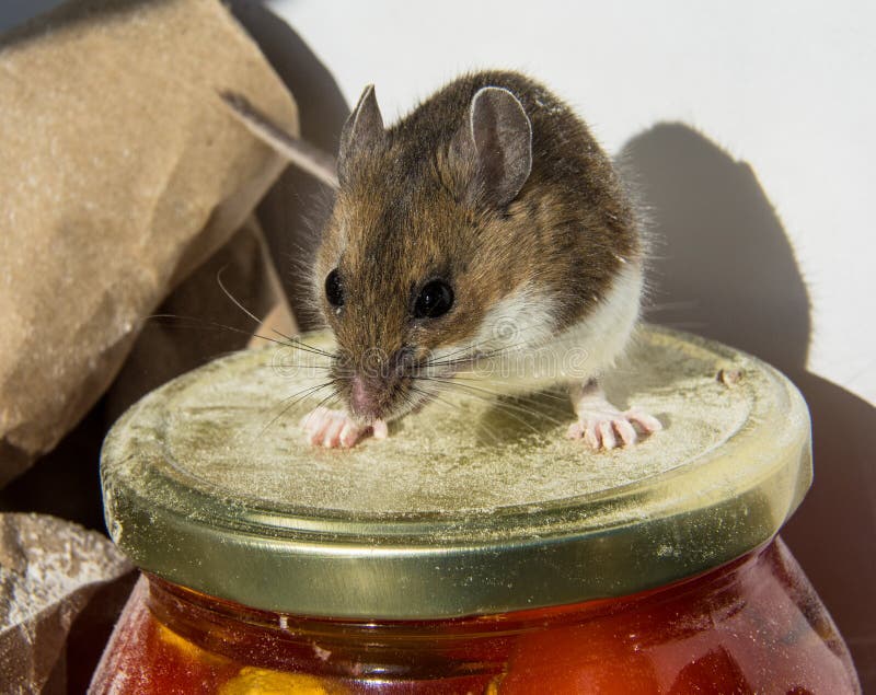 Экспериментатор поместил домовую мышь. Домовая мышь. Мышь домовая коричневая.