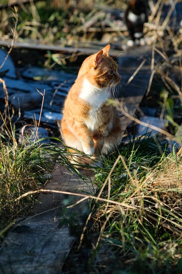 Коты В Деревне Фото