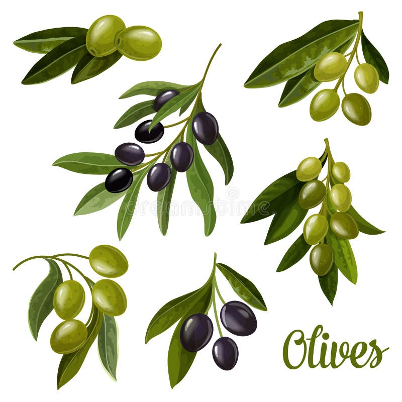 Элемент плодовое. Ветка зеленой маслины. Черные маслины на ветке. Олива вектор. Оливки иконка.
