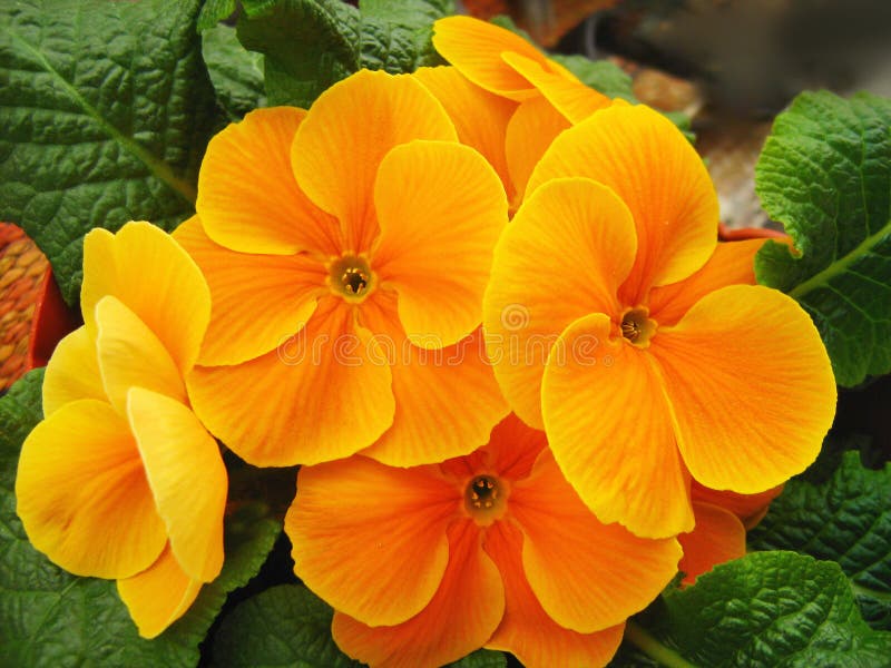 Примула Tagetes Orange