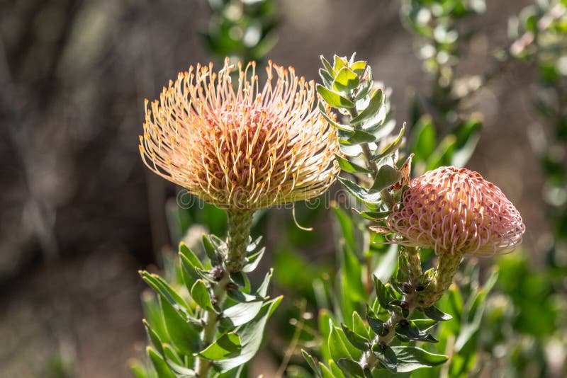 Pincushion Protea С†РІРµС‚РѕРє