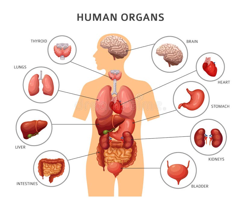Анатомия Человека Расположение Органов Фото
