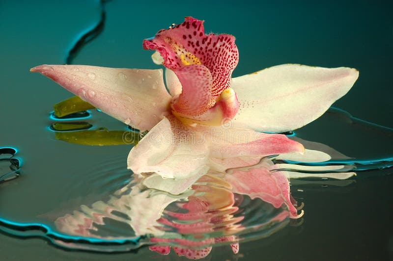 Калла Phalaenopsis