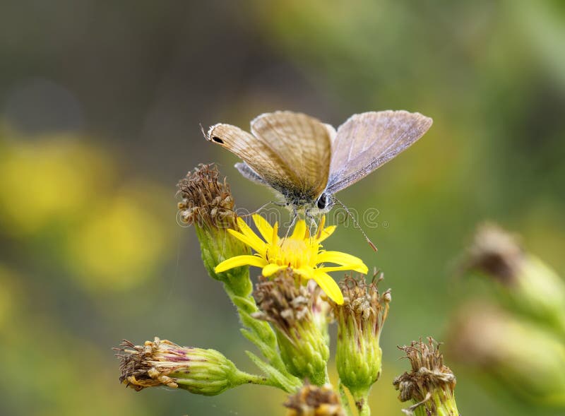 Осенняя Бабочка Фото