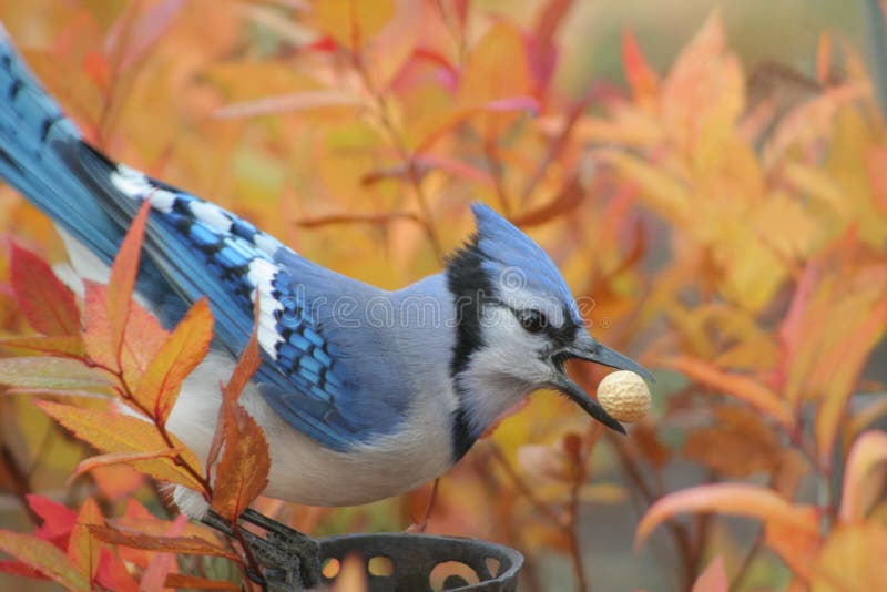 Fall bird