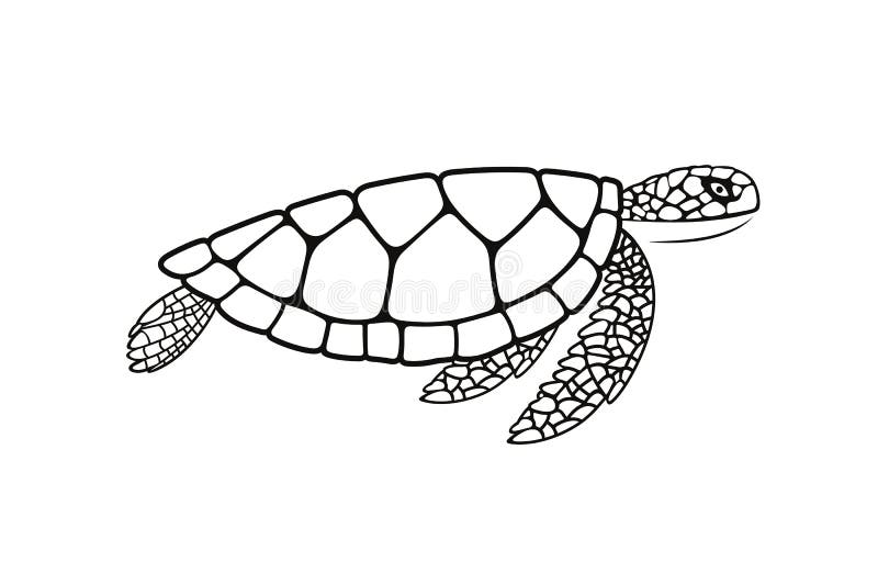 Sea turtle outline. 
