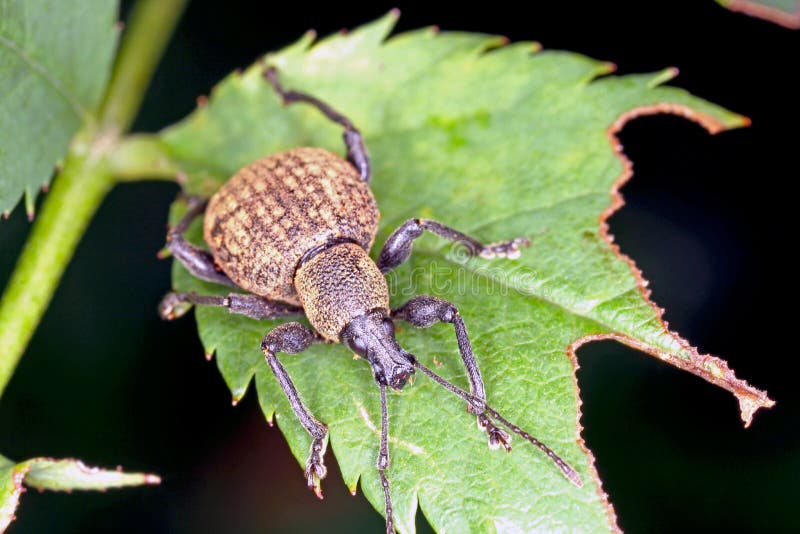 Macrosiphum Rosae