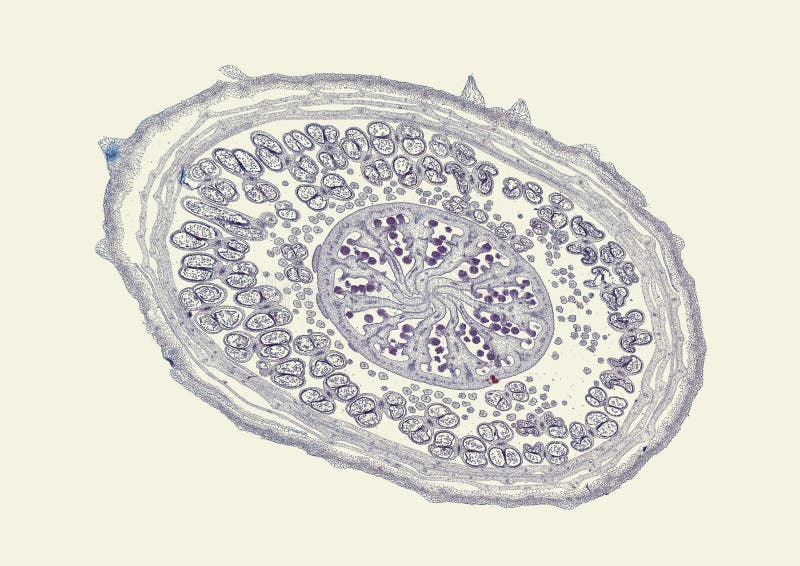 стебель тыквы микроскопический срез. поперечный срез хвоинки. срез ланцетника под микроскопом. микроскопия листа душицы обыкновенной. поперечный срез листа сальвинии плавающей.