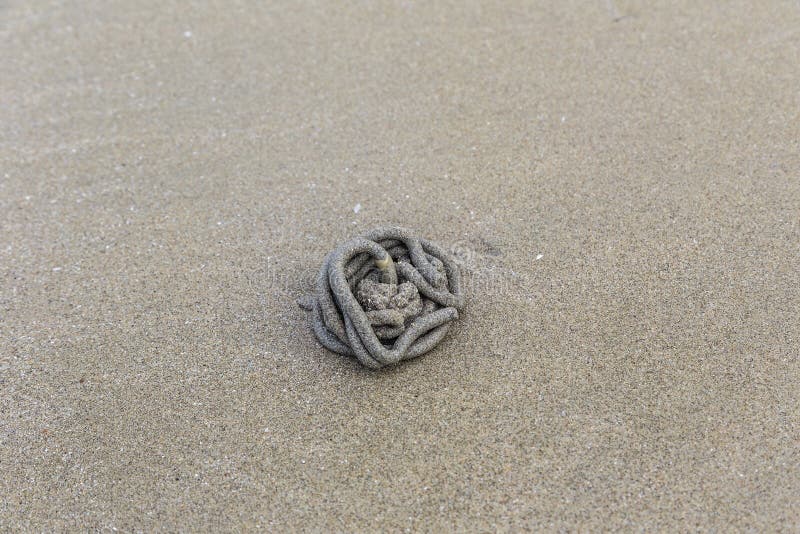 Черви в песке. Морской червяк в песке.