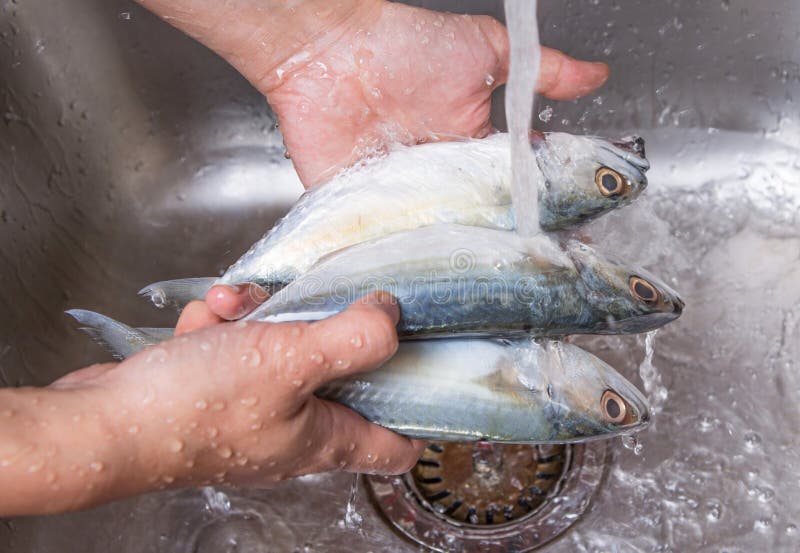 Рыба с короткой памятью. Фото рыбы в раковине на кухне. Скумбрия арт. Clean Fish. Гнет рыбы