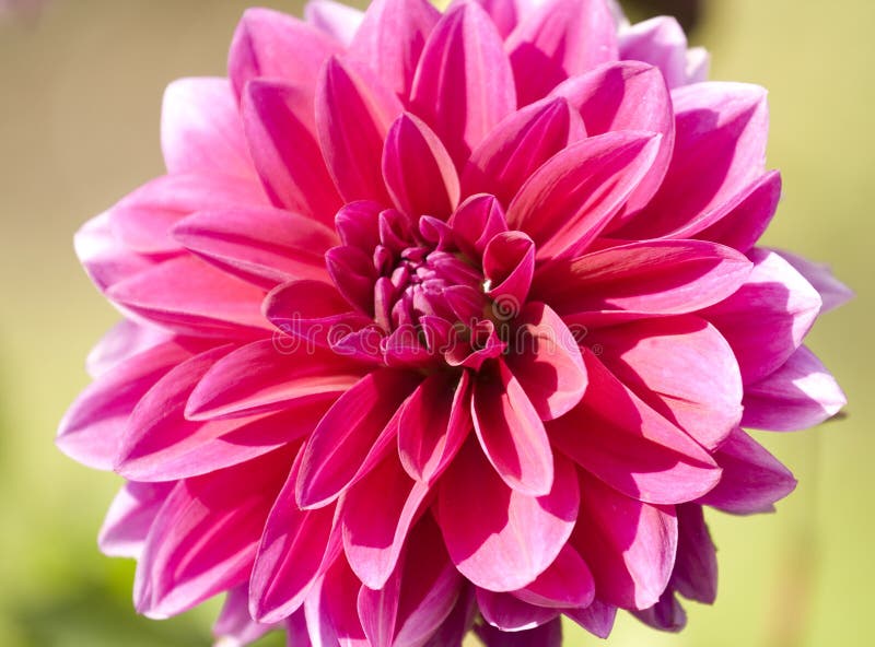 Dahlia Crimson